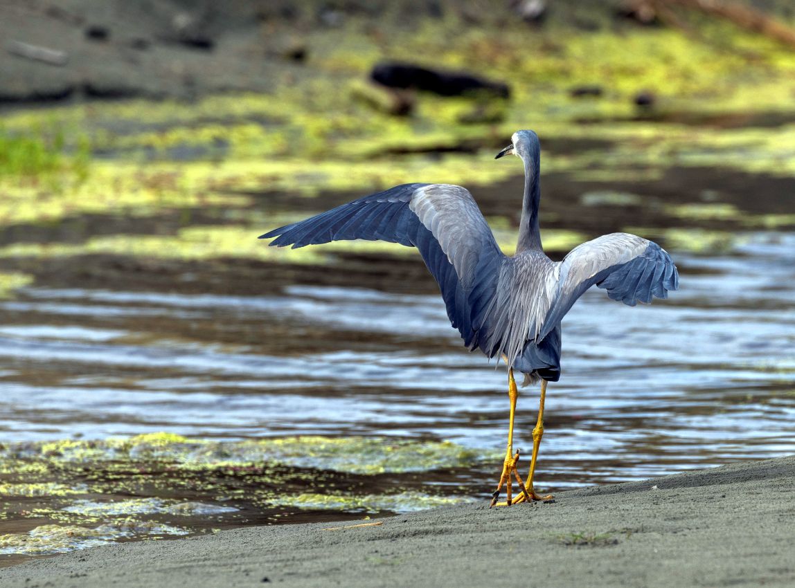 White-faced Heron, Hokio Beach