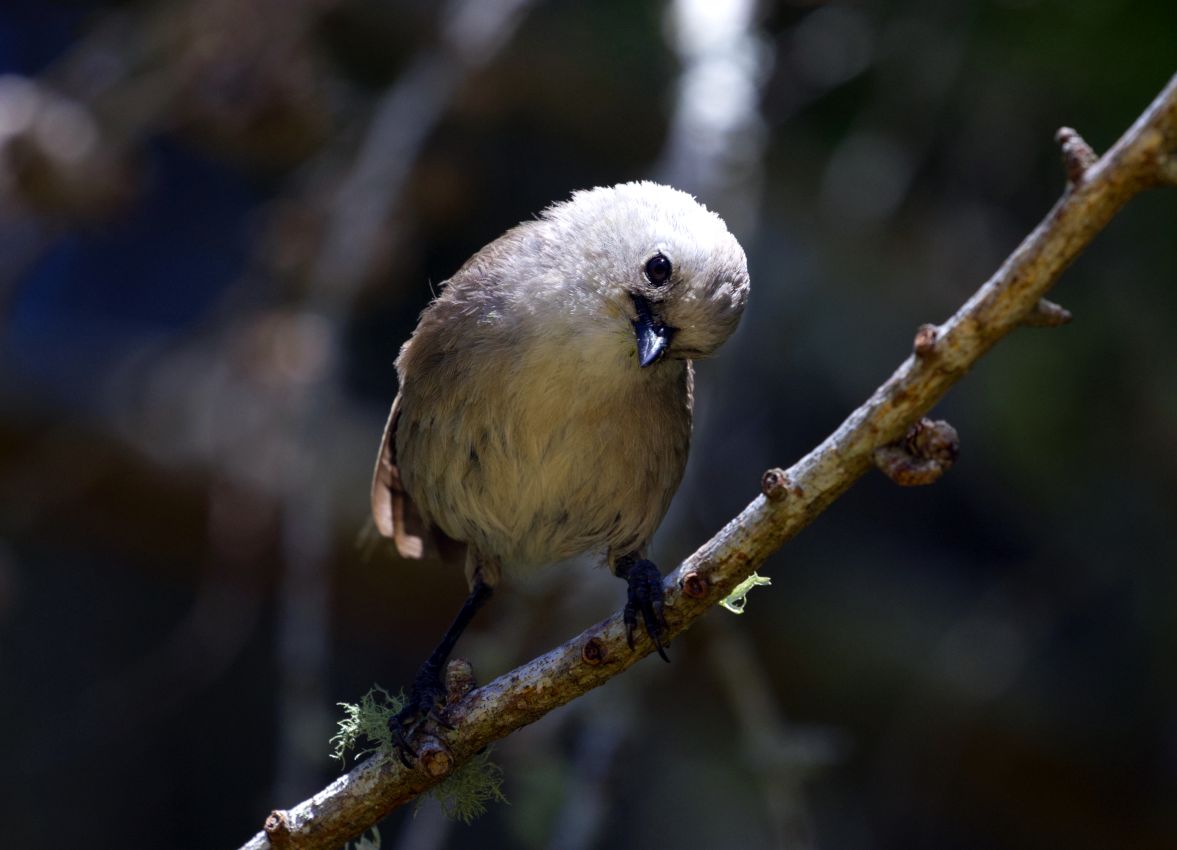 Whitehead, Wairakei Golf, Taupo