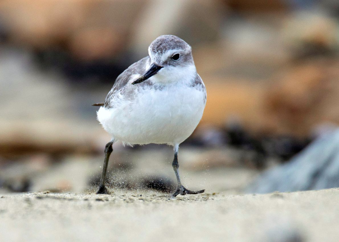 Wrybill, Lyall Bay 2