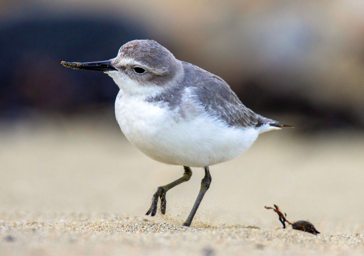 Wrybill, Lyall Bay