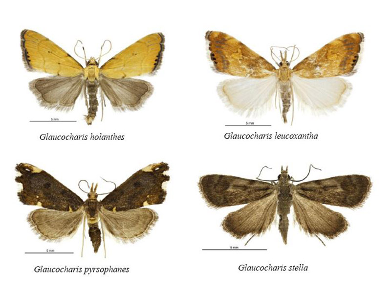 nz moths nz moths